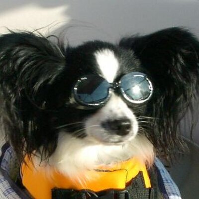 Profile Picture of Bob Koch (@u2bk) on Twitter