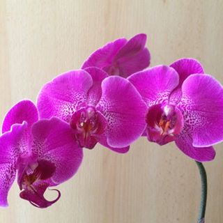 Profile Picture of Lan Lui (@Lan-Lui) on Facebook