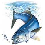 Profile Picture of Andrew Cassar (@cassar_fishing) on Instagram