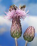 Profile Picture of Cirsium arvenseon Wikipedia