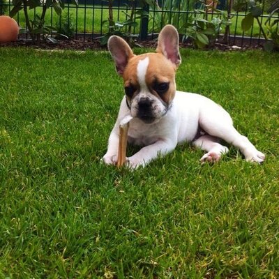 Profile Picture of Dirk Wagner (@PapidirkDirk) on Twitter