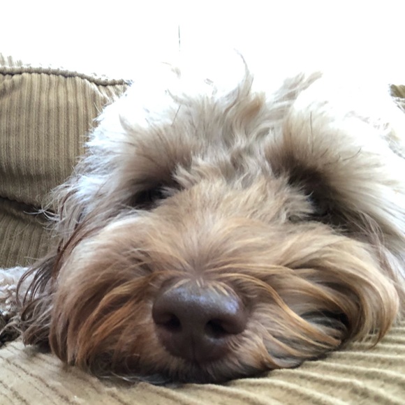 Rocco Warrington - Poshmark Profile Picture of Rocco Warrington (@roccowarrington) on Poshmark