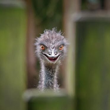 Profile Picture of Andy Dee (@TheDersch) on Twitter