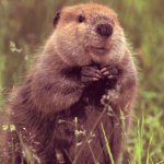 Profile Picture of Bob The Beaver (@stevethebeaversdad) on Instagram