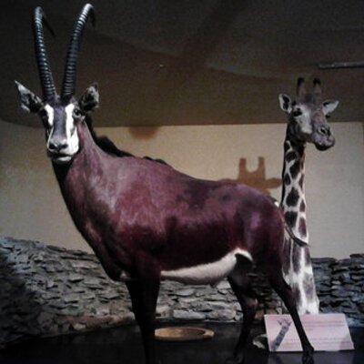 Profile Picture of Oscar Zamarron (@zamaracso) on Twitter