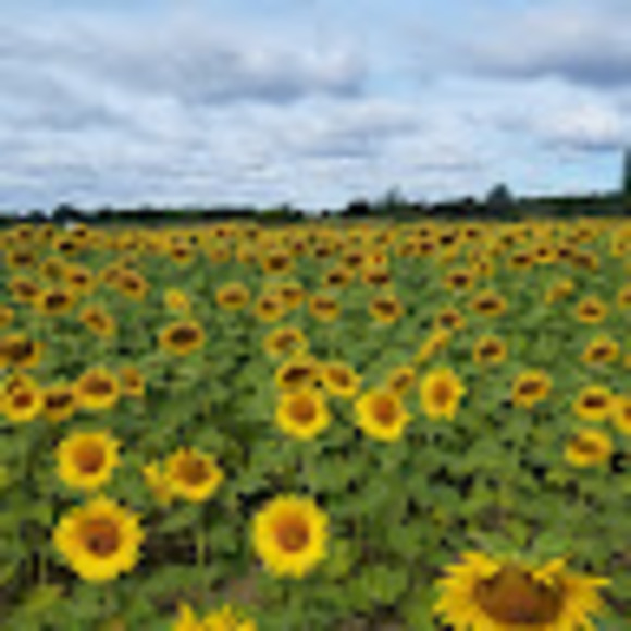 Profile Picture of Cailey Wright (@caileymwright) on Poshmark