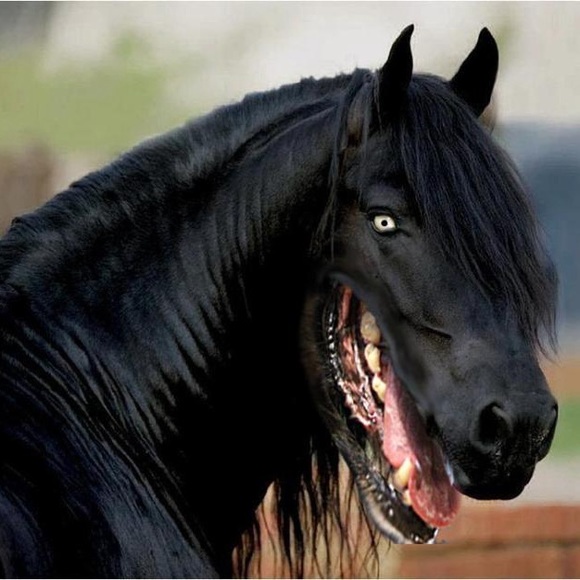 Profile Picture of Samuel Engelberg (@sengelberg) on Poshmark