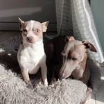 Profile Picture of 🐾Orion & Sherlock Holmes🐾 (@les_minis_du_sud) on Instagram