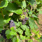 Profile Picture of Levicomte De Champagne TV Life (@LeVicomteDeBeauvoir) on Youtube