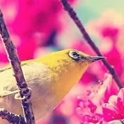 Profile Picture of Alice Klein (@aliceklein8723) on Youtube