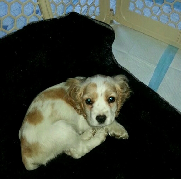 Profile Picture of Jade Daniel (@jadedaniel) on Poshmark