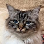 Profile Picture of George&Gilbert (@my_neighbours_cats) on Instagram