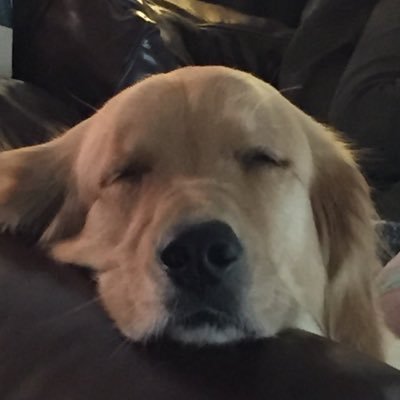 Profile Picture of Stacy Eugene Mopps (@StacyMopps) on Twitter