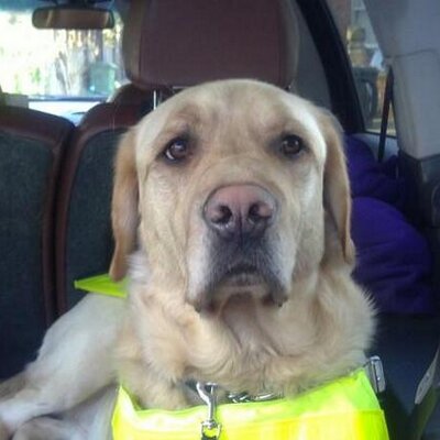 Profile Picture of Bertie The Guide Dog (@@BertieGuideDog) on Twitter