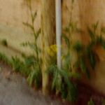 Profile Picture of David Greco (@wizardpressure) on Instagram