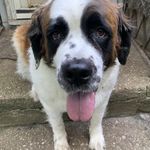 Profile Picture of Nancy Shuster (@nancylovesstbernards) on Instagram