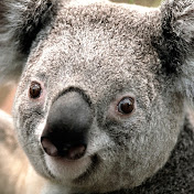 Brian Larin - Youtube Profile Picture of Brian Larin (@gapppey) on Youtube