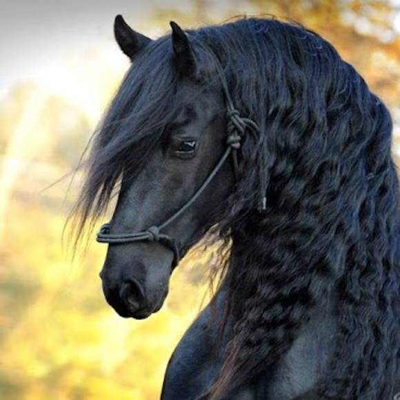 Profile Picture of Anna Toczylowski (@annatoczylowski) on Poshmark