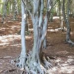 Profile Picture of Laura Galbusera (@kikoga74) on Instagram