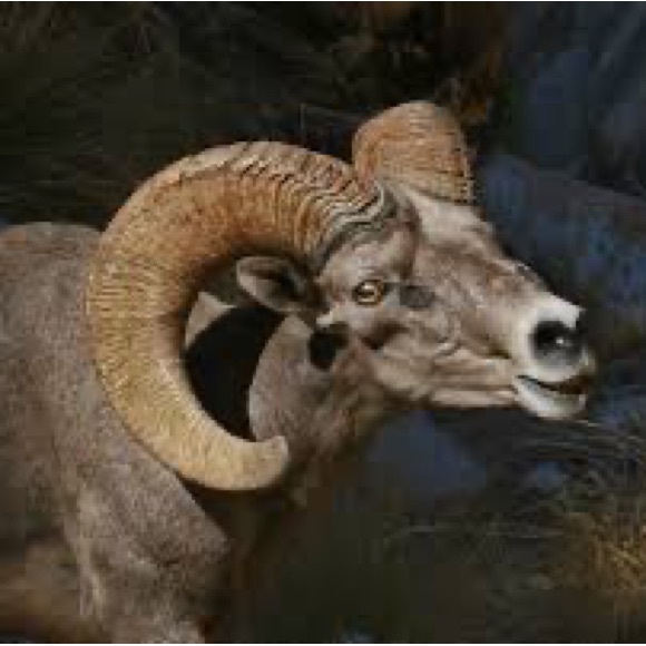 Profile Picture of Emmanuel Zepeda (@emmanuelzepeda9) on Poshmark