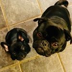 Profile Picture of Mops Elvis & Frenchie Amy (@mops_elvis_and_frenchie_amy) on Instagram