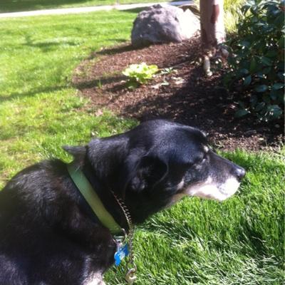 Profile Picture of Ryan Scheid (@AppleScheider) on Twitter