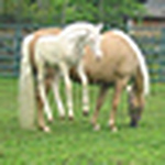 Brother To Horse - Flickr Profile Picture of Brother To Horse (@brother to horse) on Flickr