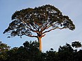 Profile Picture of Ceiba pentandraon Wikipedia