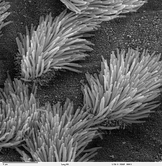 Profile Picture of Ciliumon Wikipedia