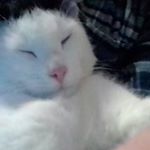 Profile Picture of Ronald Fesser (@ronaldfesser) on Instagram