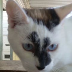 Profile Picture of Timothy Mahoney (@timothymahoney) on Tiktok