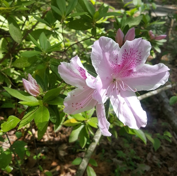 Profile Picture of Martha Sedlaczek (@msedlaczek) on Poshmark