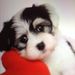 Profile Picture of Alice Siegel (@alicehockey0587) on Pinterest