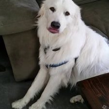 Profile Picture of Christopher Aoyama (@physdocyama) on Twitter