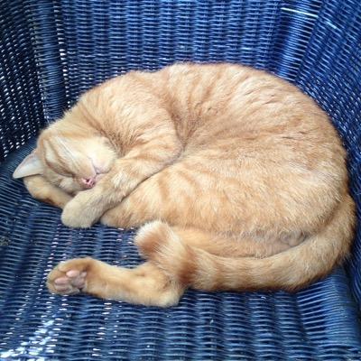 Profile Picture of Sandra Berge (@Kuechenschabe) on Twitter