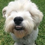 Profile Picture of Basil 🌱 (@smalldogbigbark) on Instagram