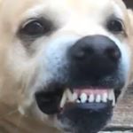 Profile Picture of Hunter Lantz (@eagle_drops_goat) on Instagram