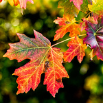 Profile Picture of Jared Davis (@picmeups) on Flickr