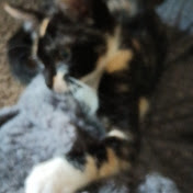 Profile Picture of Luis Herrera (@ilovekittiess73) on Youtube