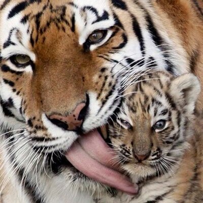 Profile Picture of Ian Appleby (@Ianwildheart) on Twitter