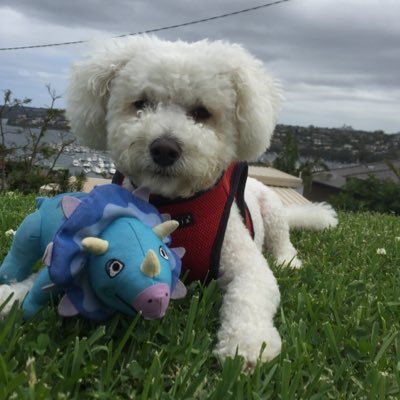 Profile Picture of George Malouf (@gam162) on Twitter