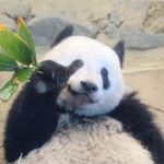 Profile Picture of ふーちゃん (@fuchan1124) on Instagram