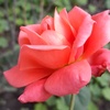 Profile Picture of Goldie Singh (@@goldiesingh92) on Tiktok