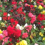 Profile Picture of Krishna Acharya (@krishna_acharya777) on Instagram