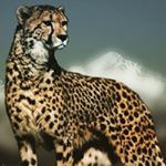 Profile Picture of Amy Patrick (@apatrick510) on Instagram