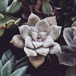 Profile Picture of Aria Reyes (@cloverapril) on Instagram
