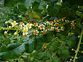 Profile Picture of Boswellia sacraon Wikipedia