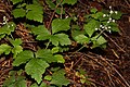 Profile Picture of Tiarella trifoliataon Wikipedia