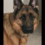 Profile Picture of Alfred Ramirez (@nickramirez836) on Instagram