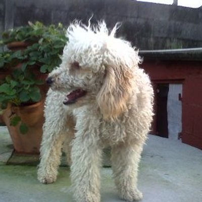 Profile Picture of José Luis Estevez (@luisestevez69) on Twitter